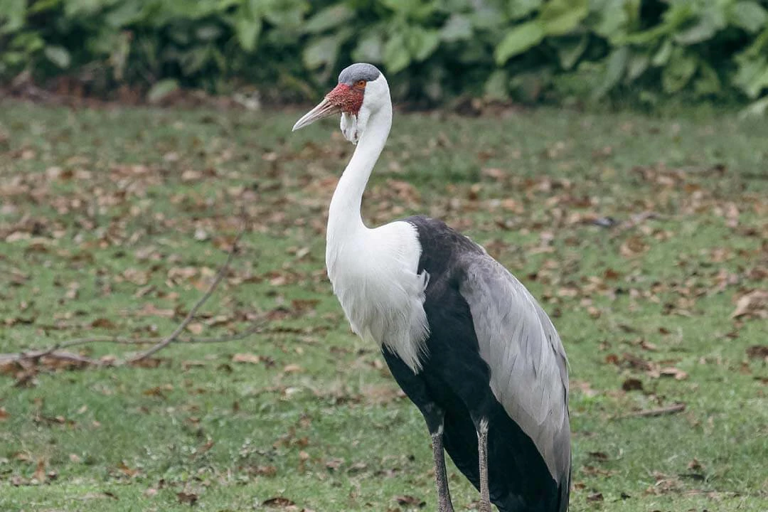 Wattled Crane Full